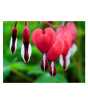 iShopping - HusMah Bleeding Heart Flower Seeds Orange