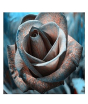 iShopping - HusMah Rare Black Design Rose Imported Seeds
