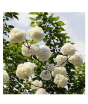 iShopping - HusMah Rare Hydrangea Seeds- White