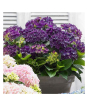 iShopping - HusMah Rare Hydrangea Seeds- Purple