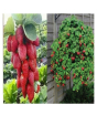 iShopping - HusMah Red Climbing Strawberry Seeds- 4 Season