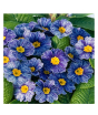 iShopping - HusMah Rare Zebra Blue Primula Seeds