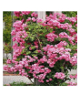 iShopping - HusMah Rare Climbing Rose Seeds - Pink