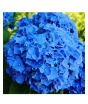 iShopping - HusMah Rare Hydrangea Seeds- Blue