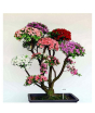 iShopping - HusMah Rare Bonsai Multi-Color Azalea Imported Seeds