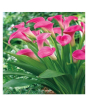 iShopping - HusMah Rare Calla Lily Seed- Light Pink