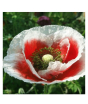 iShopping - HusMah Beautiful Bonsai Poppy Paradise White Centrally Red Seeds