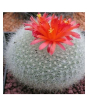 iShopping - HusMah Bonsai Notocactus Graessneri Cactus Flower Seed- Red