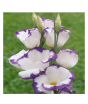 iShopping - HusMah Bonsai Rare Eustoma Seeds- White Purple