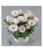 iShopping - HusMah Bonsai Rare Eustoma Seeds- White Pink