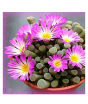 iShopping - HusMah Bonsai Fenestraria Aurantiaca Pink