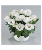 iShopping - HusMah Bonsai Rare Eustoma Seeds- White