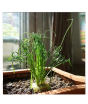 iShopping - HusMah Egeria Spring Grass Seeds