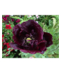 iShopping - HusMah Beautiful Bonsai Poppy Paradise Seeds