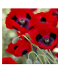 iShopping - HusMah Beautiful Bonsai Corn Poppy Seeds