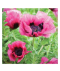 iShopping - HusMah Rare Calla Lily Seed- Black