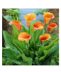 iShopping - HusMah Rare Calla Lily Seed- Orange