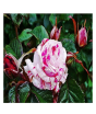 iShopping - HusMah Rare Wild Rose Seeds