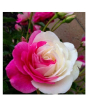 iShopping - Husmah Pink White Rose Seeds