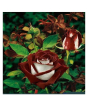 iShopping - Husmah Chocolate White Rose Seeds