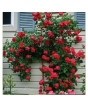iShopping - Husmah Blaze Climbing Red Rose Seeds