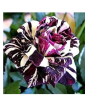 iShopping - Husmah Black Dragon Rose Seeds