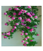 iShopping - Husmah Blaze Climbing Pink Rose Seeds