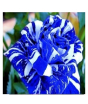 iShopping - Husmah Blue Dragon Rose Seeds