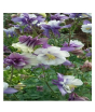 iShopping - Husmah Aquilegia Flower Seeds