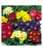 iShopping - Husmah European Primula Mix Color