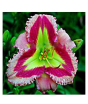 iShopping - Husmah Hibiscus Green Multi Pink Flower Seeds