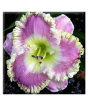iShopping - Husmah Hibiscus Off White Purple Flower Seeds