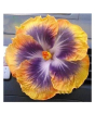 iShopping - Husmah Hibiscus Yellow Purple Flower Seeds