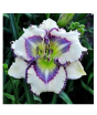 iShopping - Husmah Hibiscus White Violet Flower Seeds