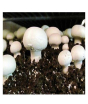 iShopping - Husmah Button Mushroom Seeds