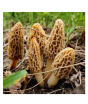 iShopping - Husmah Morels Mushroom Seeds