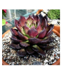 iShopping - Husmah Chroma Succulent Seeds
