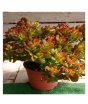 iShopping - Husmah Compact Jade Succulent Seeds