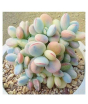 iShopping - Husmah Cotyledon Succulent Seeds