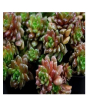 iShopping - Husmah Little Gem Succulent Seeds