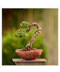 iShopping - Husmah Portulacaria Afra Variegata Succulent Seeds