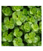 iShopping - Husmah Roseum Succulent Seeds