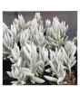 iShopping - Husmah Senecio Haworthii Cocoon Plant Succulent Seeds