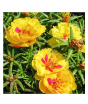 iShopping - Husmah Sun Flower Gul e Dopher Yellow Flower Seeds