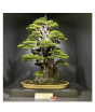 iShopping - Husmah American Spruce Pine Tree Seeds