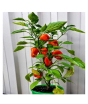 iShopping - Husmah Bell Pepper Red Vegetable Seeds