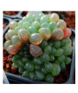 iShopping - Husmah Succulent Haworthia Ikra Seeds
