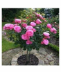 iShopping - Husmah Rose Pink Tree Seeds
