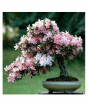 iShopping - Husmah Japanese Bonsai Sakura Pink Tree Seeds
