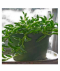iShopping - Husmah String of Banana Succulent Seeds